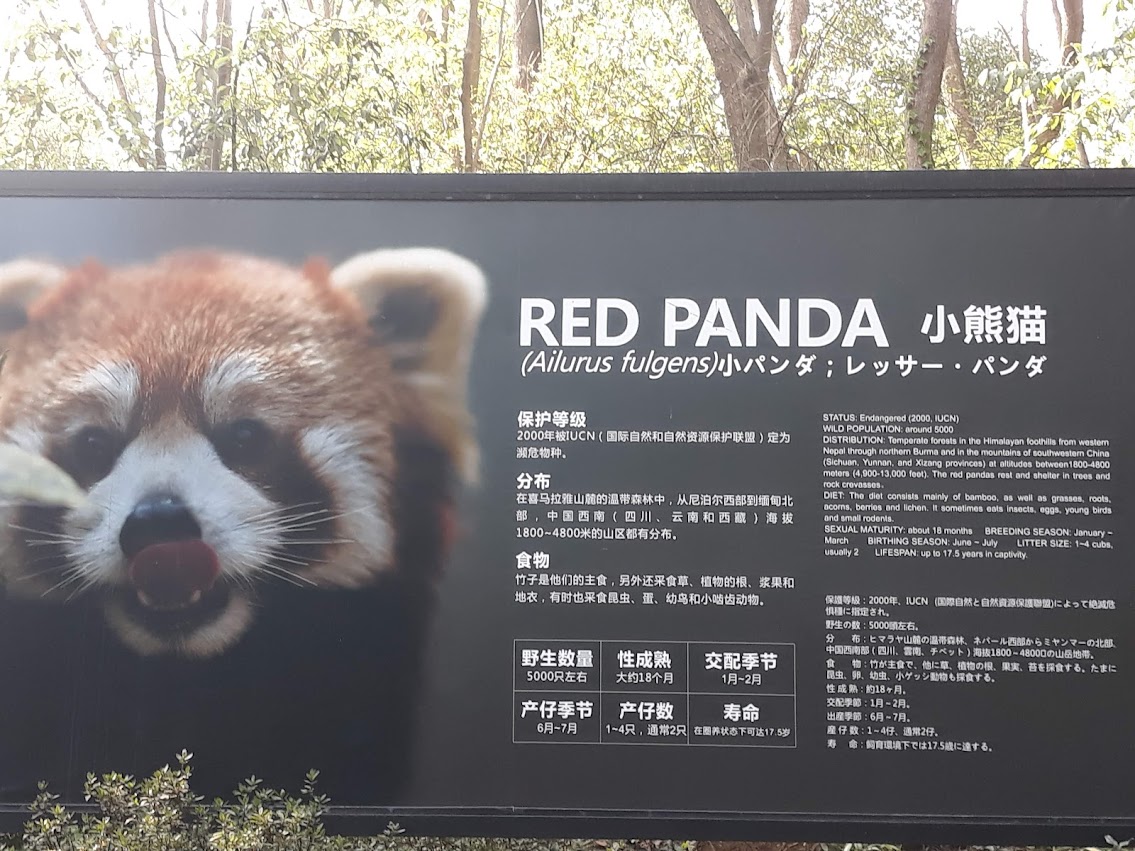 Red Panda